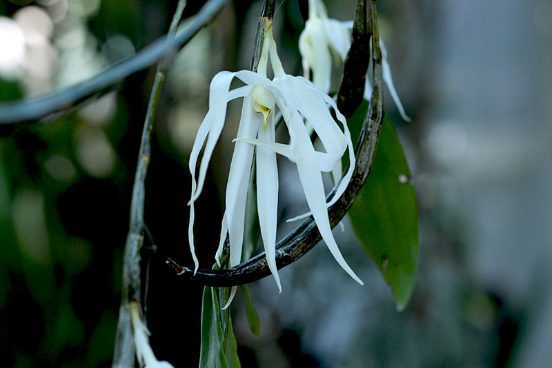 Dendrobium amboinense