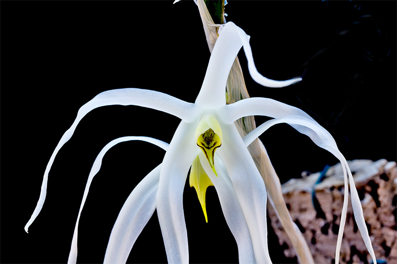 Dendrobium amboinense Hook. Dendrobium_amboinense7.jpg
