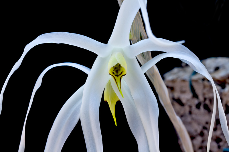 Dendrobium amboinense