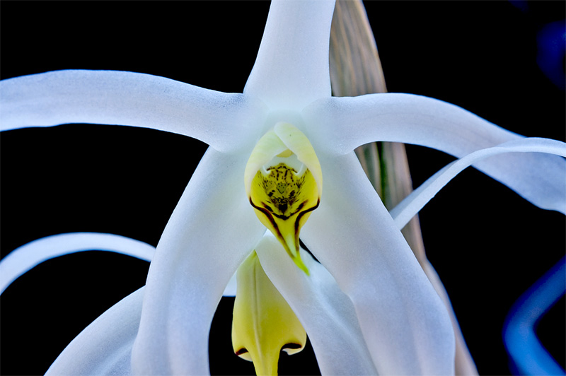 Dendrobium amboinense