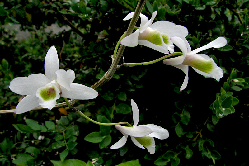 Dendrobium_amoenum1.jpg