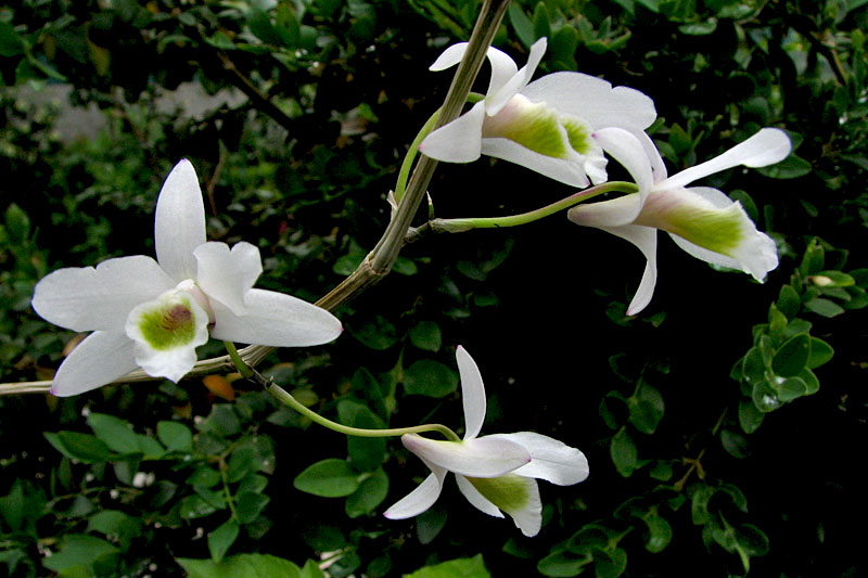 Dendrobium amoenum