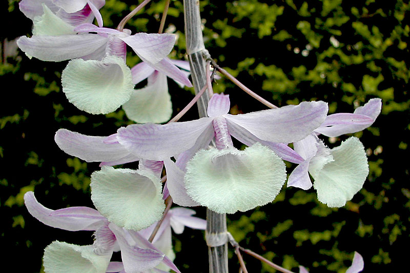 Dendrobium aphyllum (Roxb.) C.E.C.Fisch. Dendrobium_aphyllum2.jpg