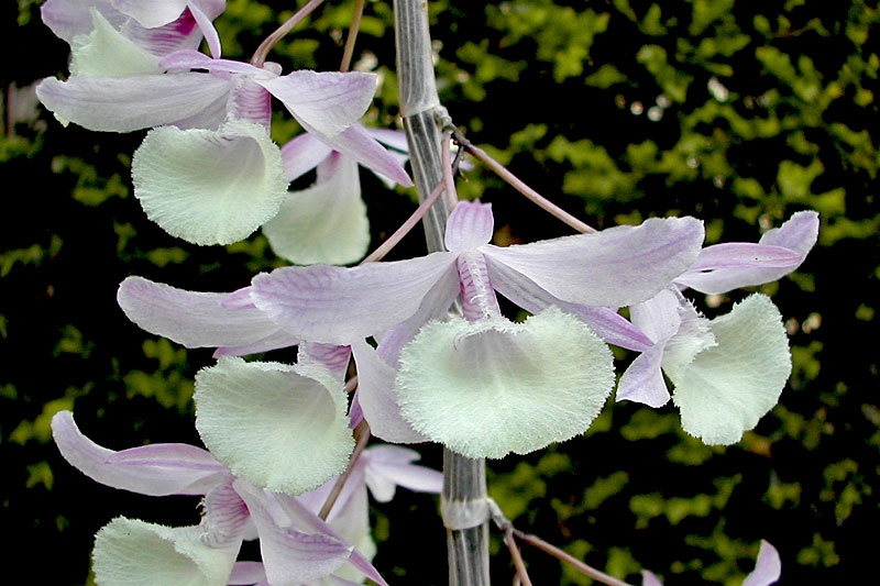 Dendrobium aphyllum