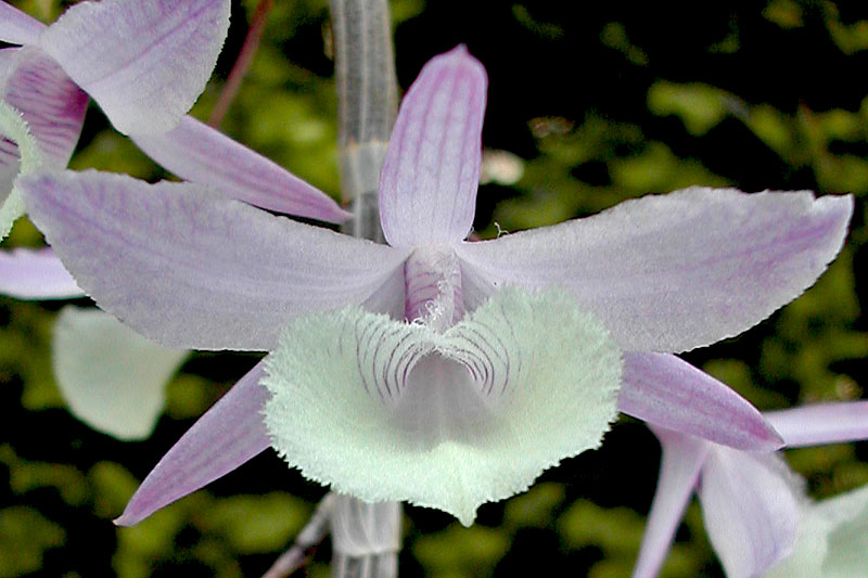 Dendrobium_aphyllum3.jpg