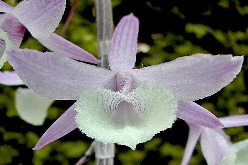 Dendrobium aphyllum