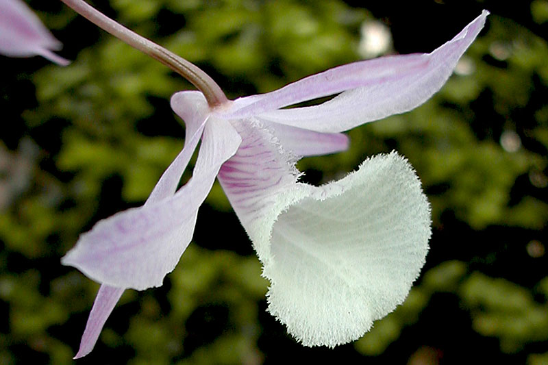 Dendrobium aphyllum