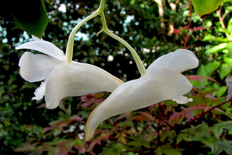 Dendrobium arcuatum