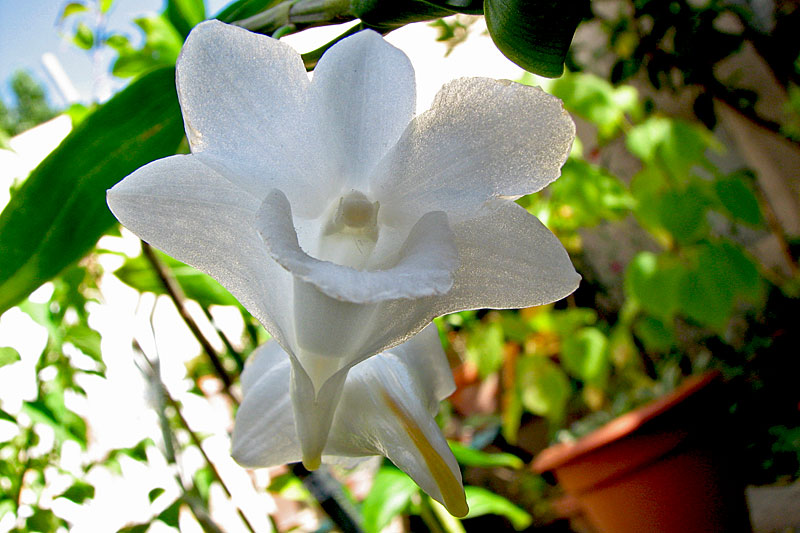 Dendrobium_arcuatum3.jpg