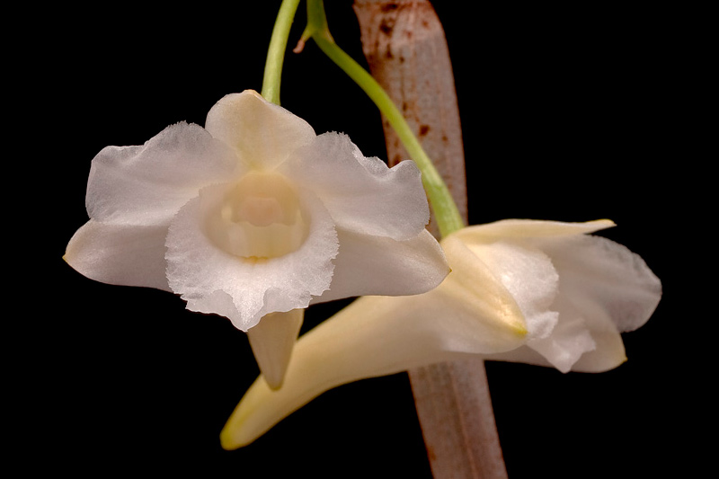 Dendrobium_arcuatum4.jpg