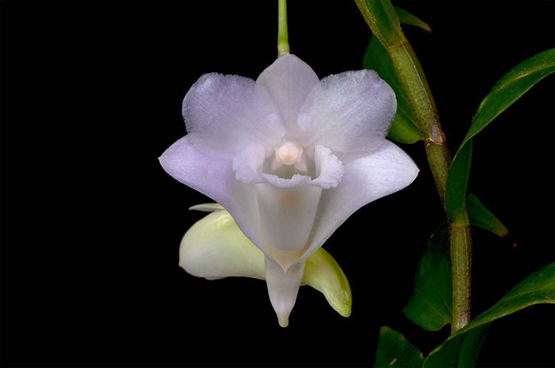 Dendrobium_arcuatum5.jpg