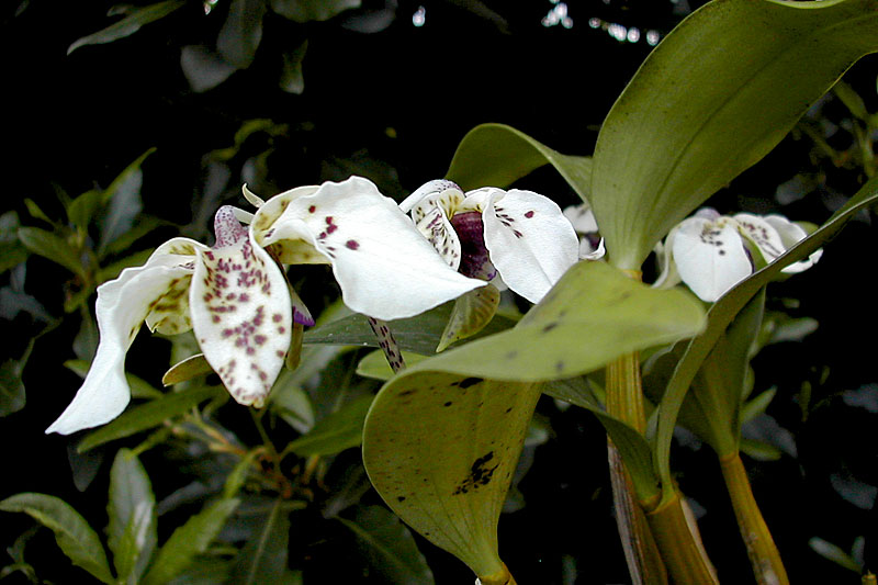 Dendrobium atroviolaceum Rolfe Dendrobium_atroviolaceum1.jpg