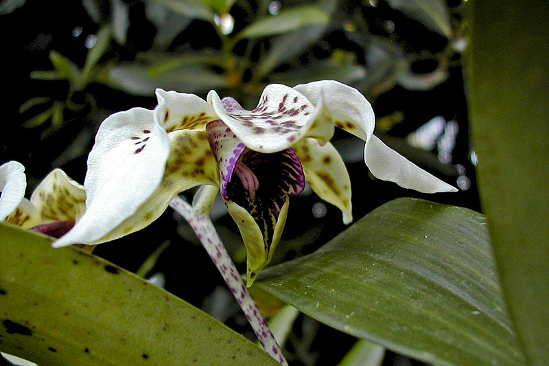 Dendrobium atroviolaceum Rolfe Dendrobium_atroviolaceum2.jpg