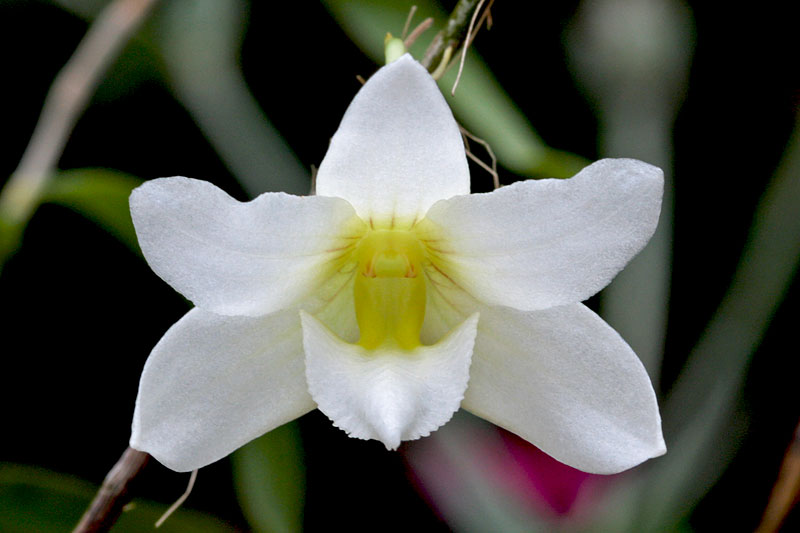 Dendrobium auriculatum Ames & Quisumb. Dendrobium_auriculatum1.jpg