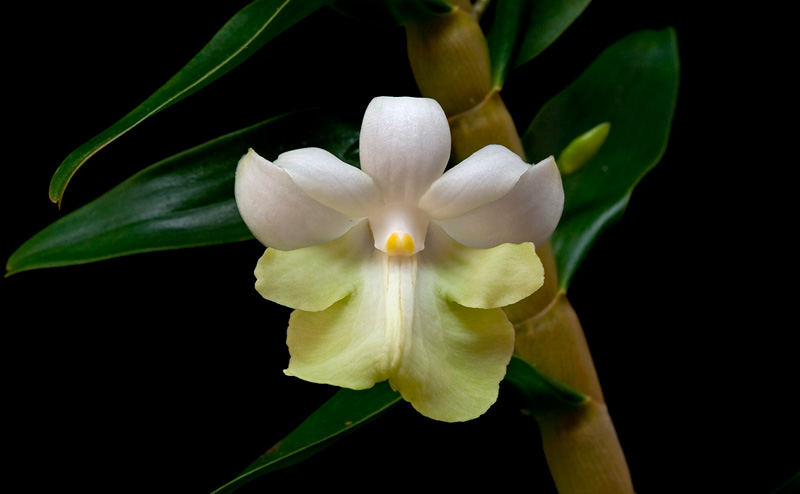 Dendrobium_austrocaledonicum1.jpg