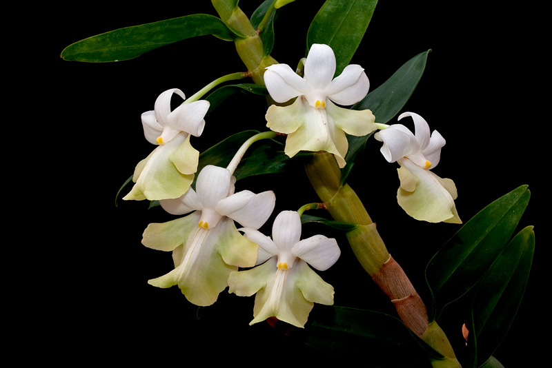 Dendrobium austrocaledonicum