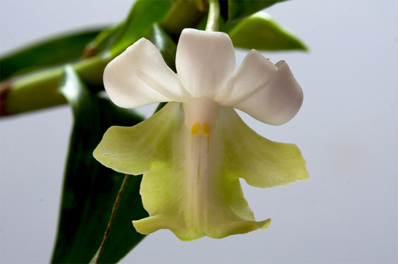Dendrobium_austrocaledonicum4.jpg
