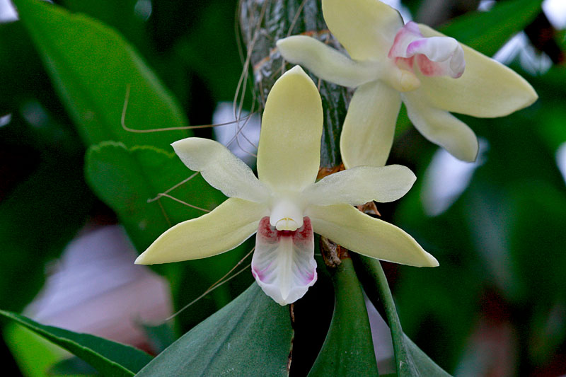 Dendrobium balzerianum