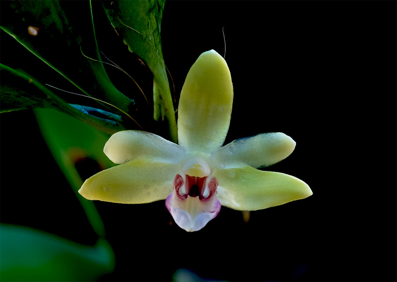 Dendrobium balzerianum