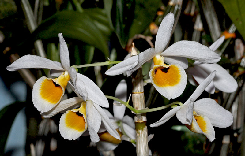 Dendrobium_bensoniae1.jpg