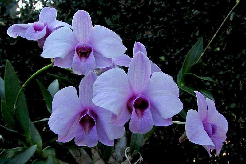 Hybride de Dendrobium bigibbum