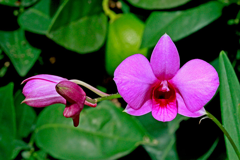 Dendrobium bigibbum