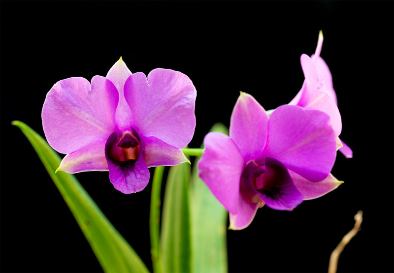 Dendrobium bigibbum