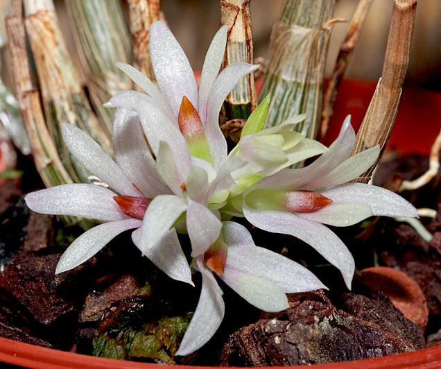 Dendrobium bracteosum Rchb.f. Dendrobium_bracteosum1.jpg