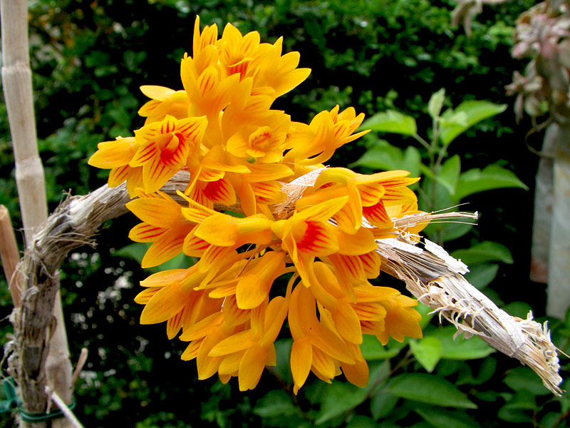 Dendrobium bullenianum