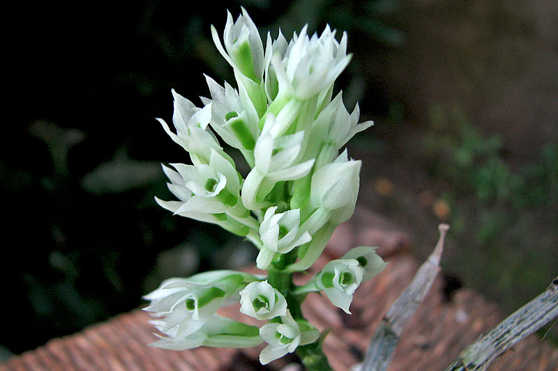 Dendrobium_capituliflorum1.jpg