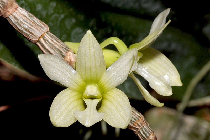 Dendrobium chameleon Ames Dendrobium_chameleon1.jpg