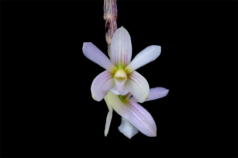 Dendrobium chameleon Ames Dendrobium_chameleon2.jpg