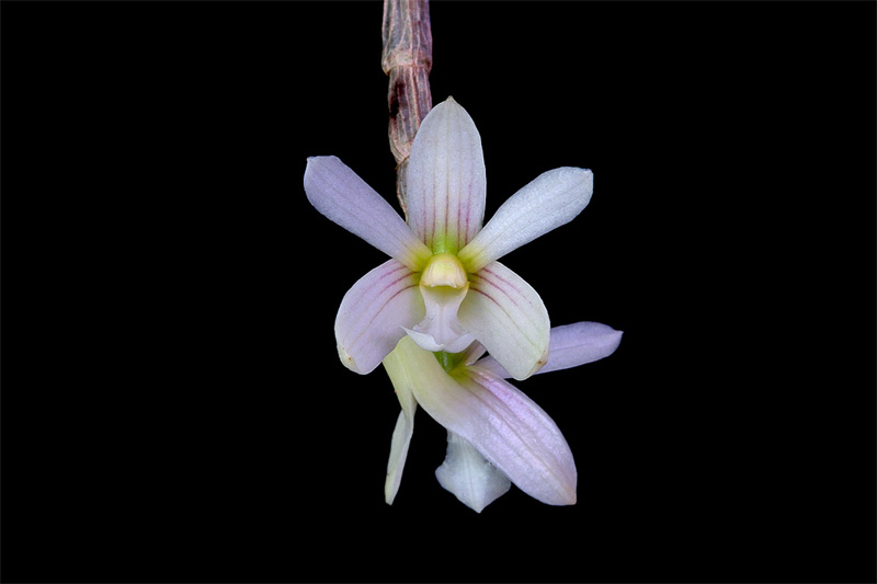 Dendrobium_chameleon2.jpg