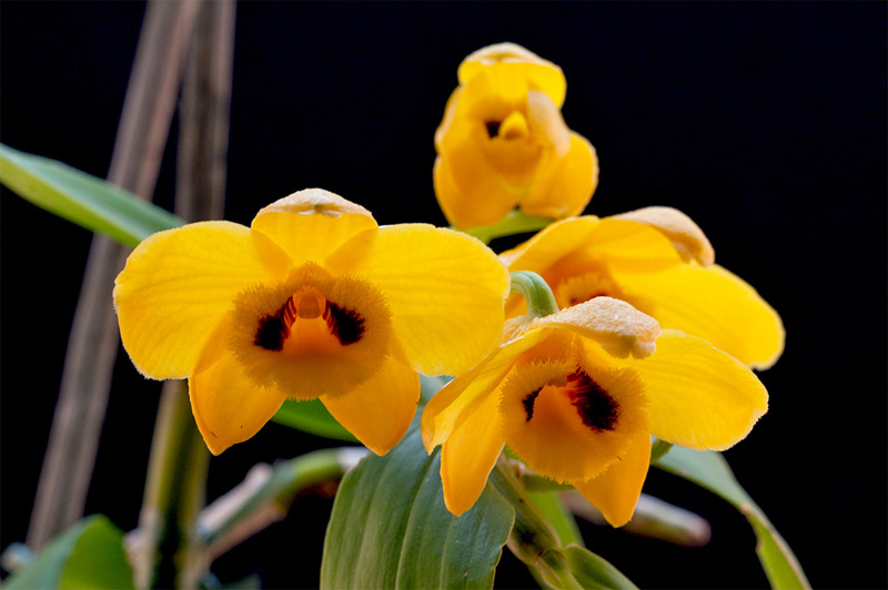 Dendrobium chrysanthum