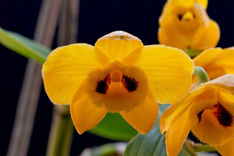 Dendrobium chrysanthum