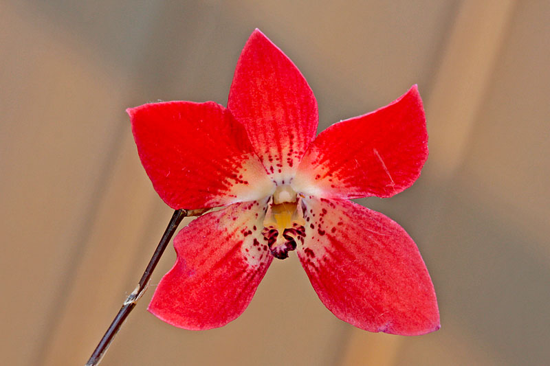 Dendrobium cinnabarinum