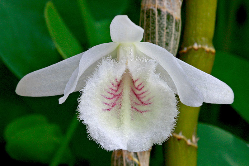 Dendrobium polyanthum