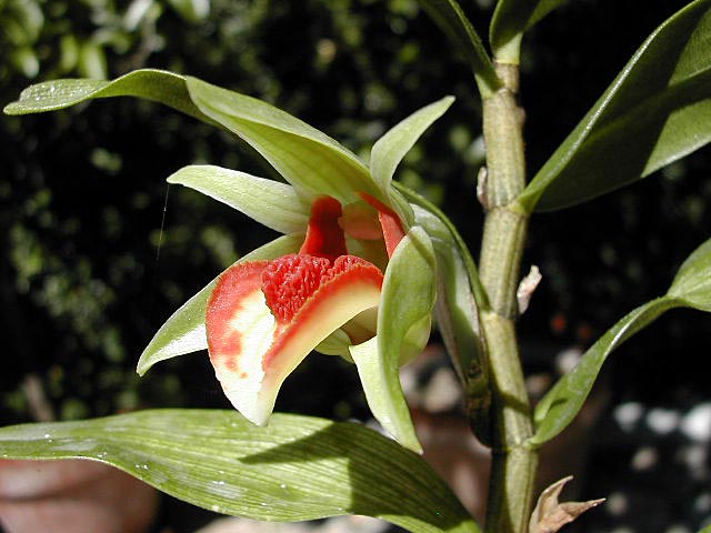 Dendrobium cruentum