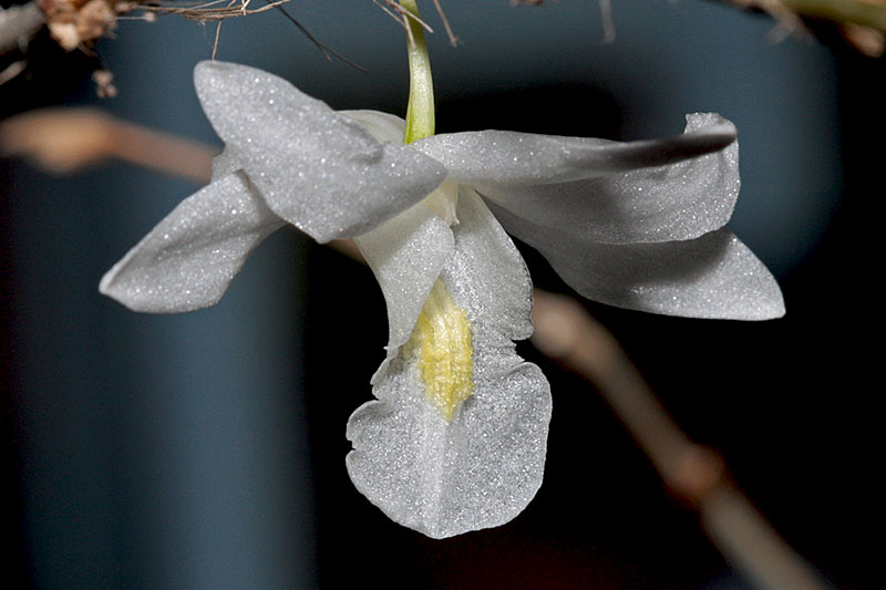 Dendrobium_crumenatum2.jpg