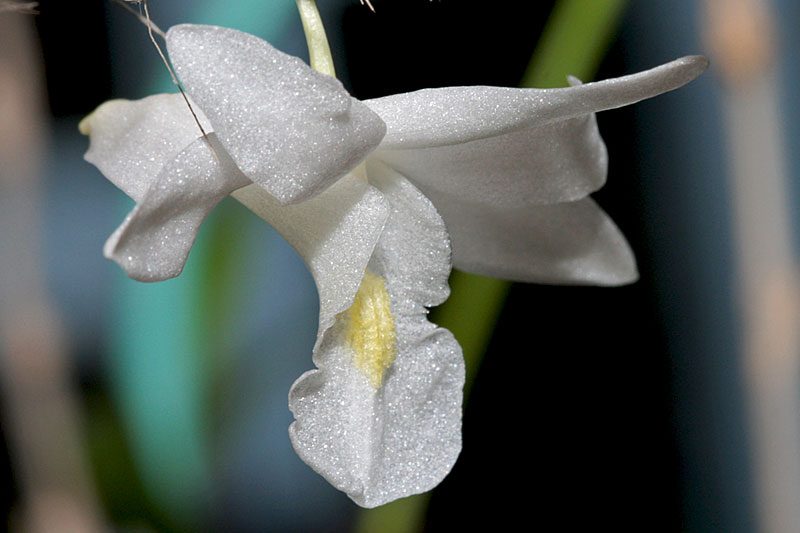 Dendrobium_crumenatum3.jpg