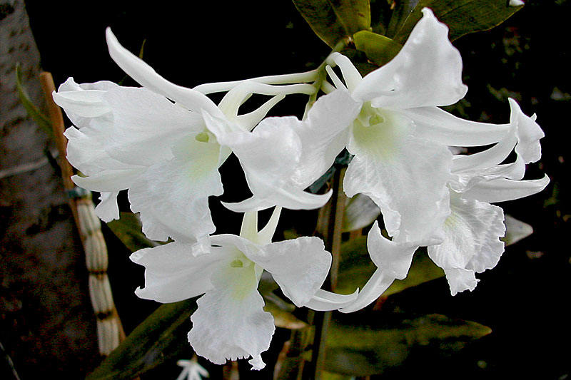 Dendrobium_dearei1.jpg