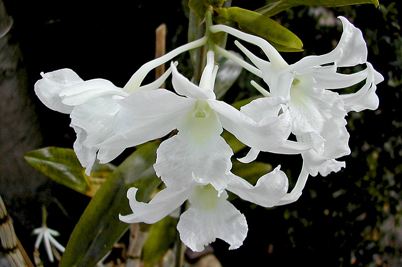 Dendrobium_dearei2.jpg