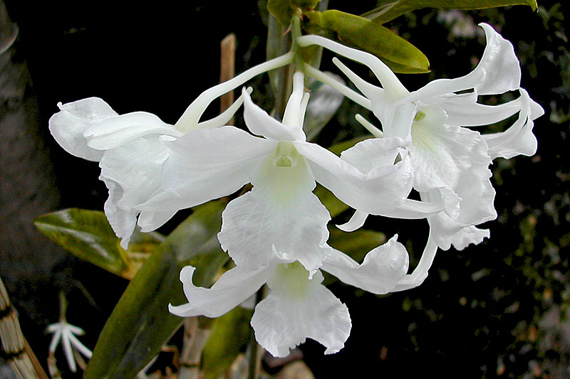 Dendrobium dearei