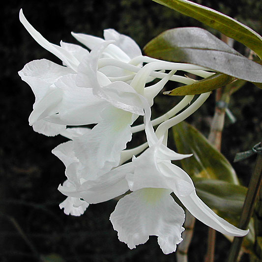 Dendrobium_dearei3.jpg