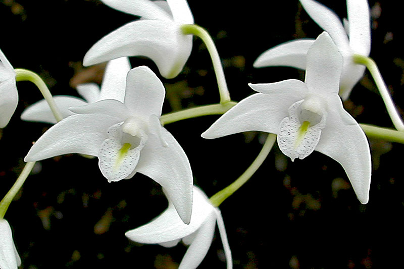 Dendrobium_delicatum2.jpg