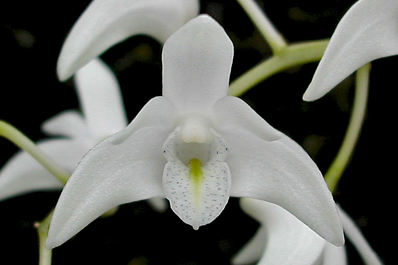 Dendrobium_delicatum3.jpg