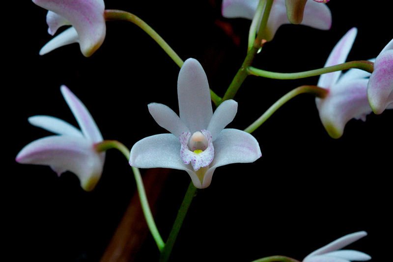 Dendrobium x delicatum