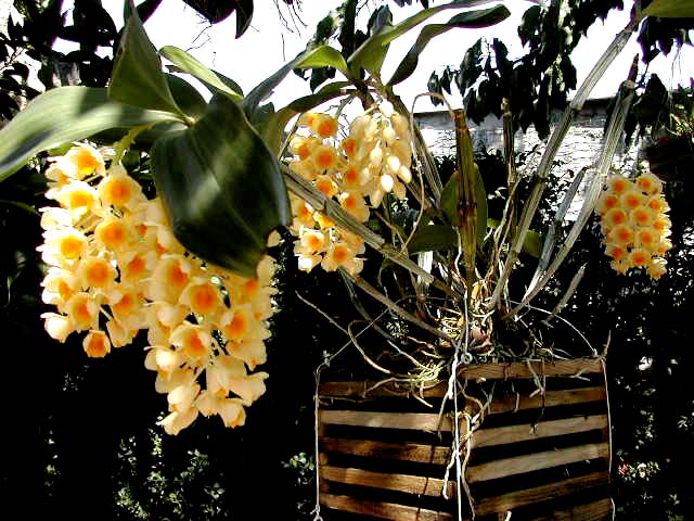 Dendrobium_densiflorum2.jpg