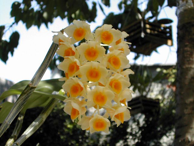 Dendrobium densiflorum