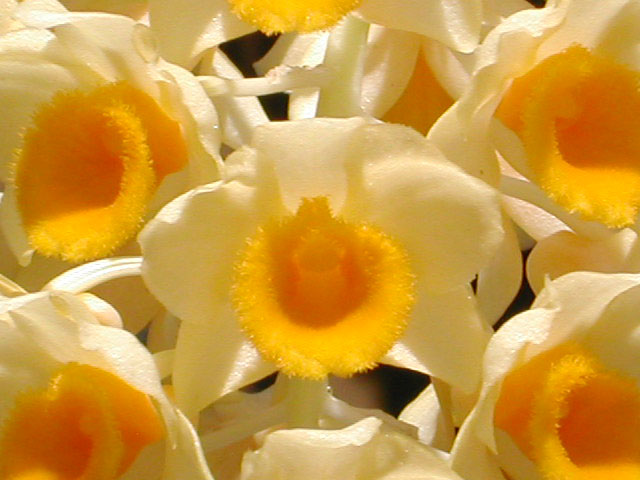 Dendrobium_densiflorum6.jpg